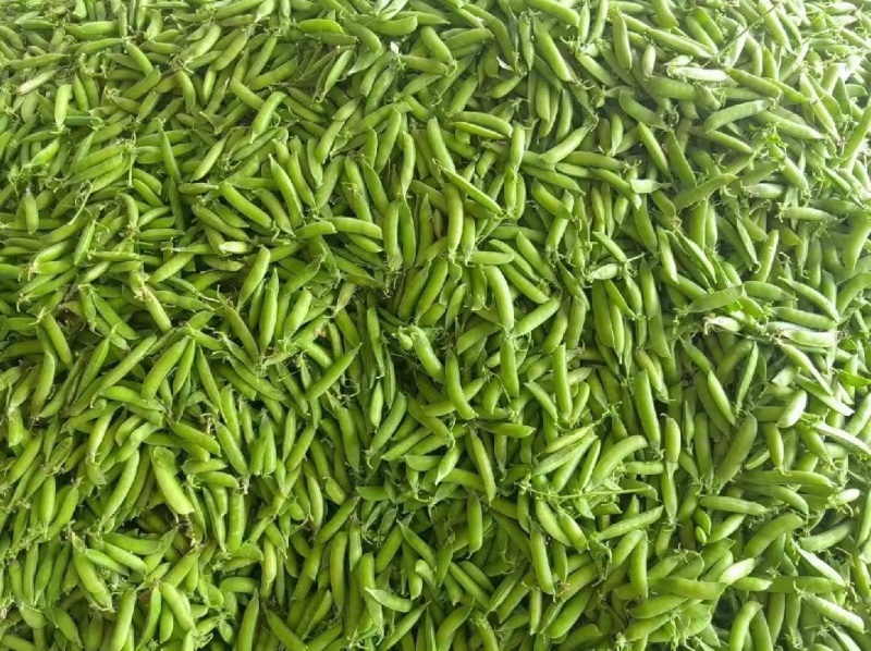 新鲜豌豆荚白豌豆超市电商工厂青豌豆甜豌豆角长寿仁