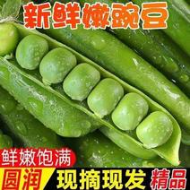 新鲜甜豌豆荚白豌豆超市电商工厂青豌豆豌豆角长寿仁
