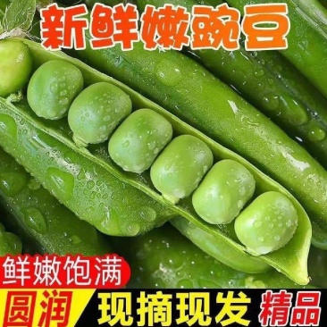 新鲜豌豆荚白豌豆超市电商工厂青豌豆甜豌豆角长寿仁