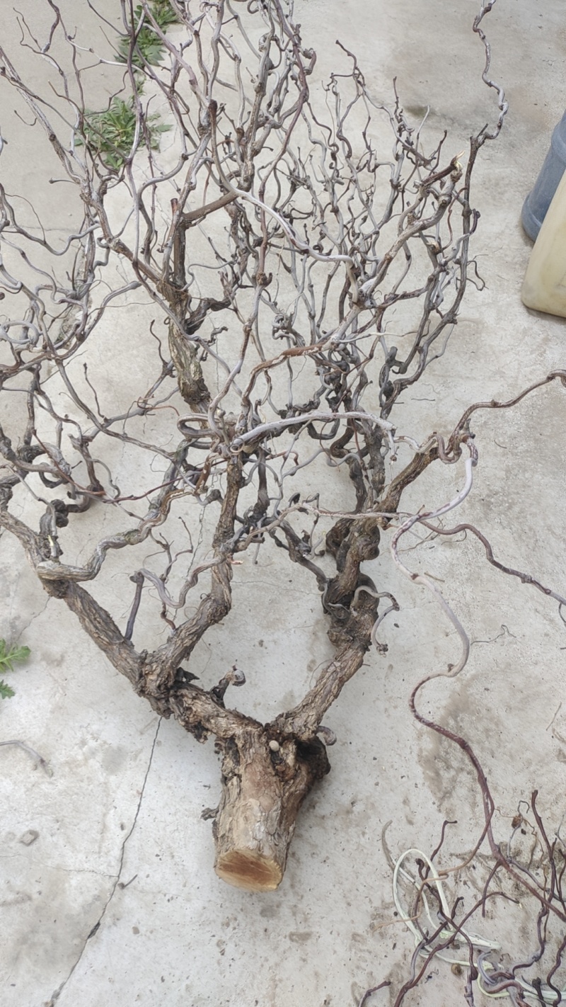 沾化区盘龙枣树基地现货，批量发货，产地直发、货源充足