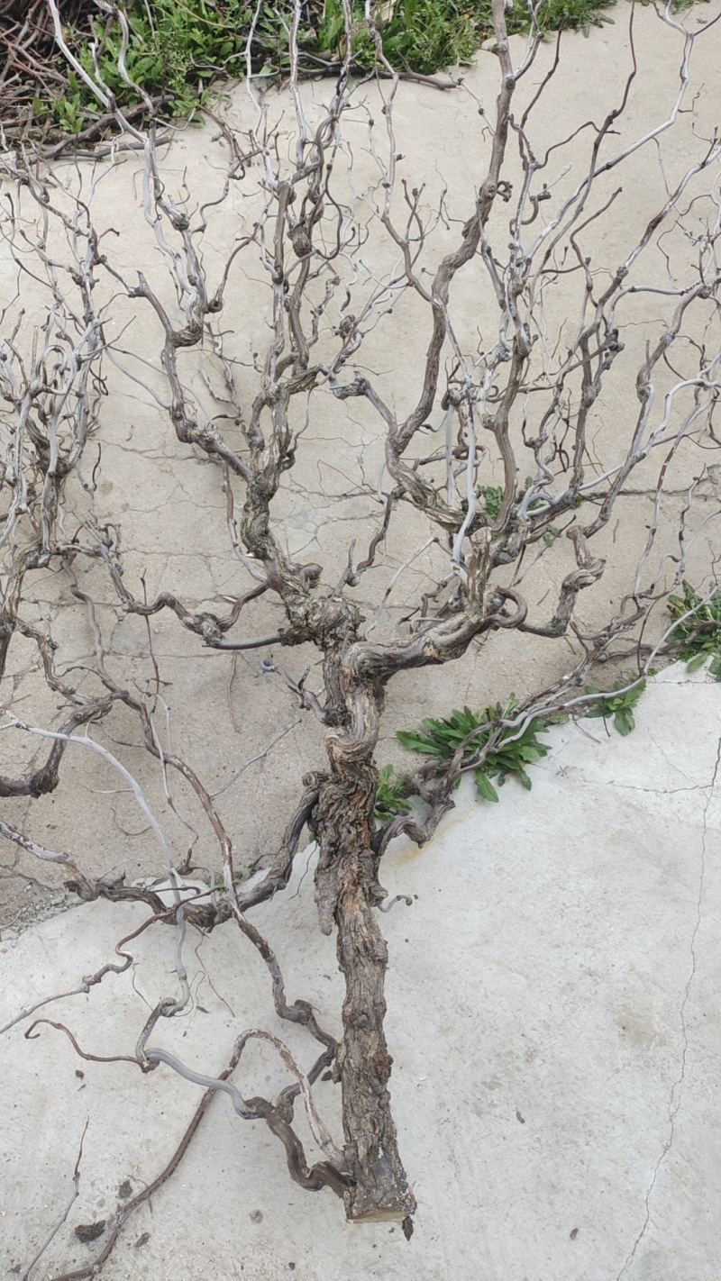 沾化区盘龙枣树基地现货，批量发货，产地直发、货源充足