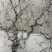 沾化区盘龙枣树基地现货，批量发货，产地直发、货源充足