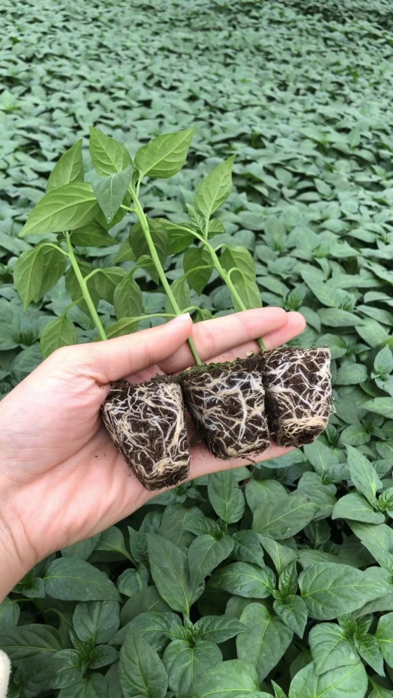 云南线椒螺丝椒苗，苗场直发，视频看货