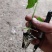 云南线椒螺丝椒苗，苗场直发，视频看货