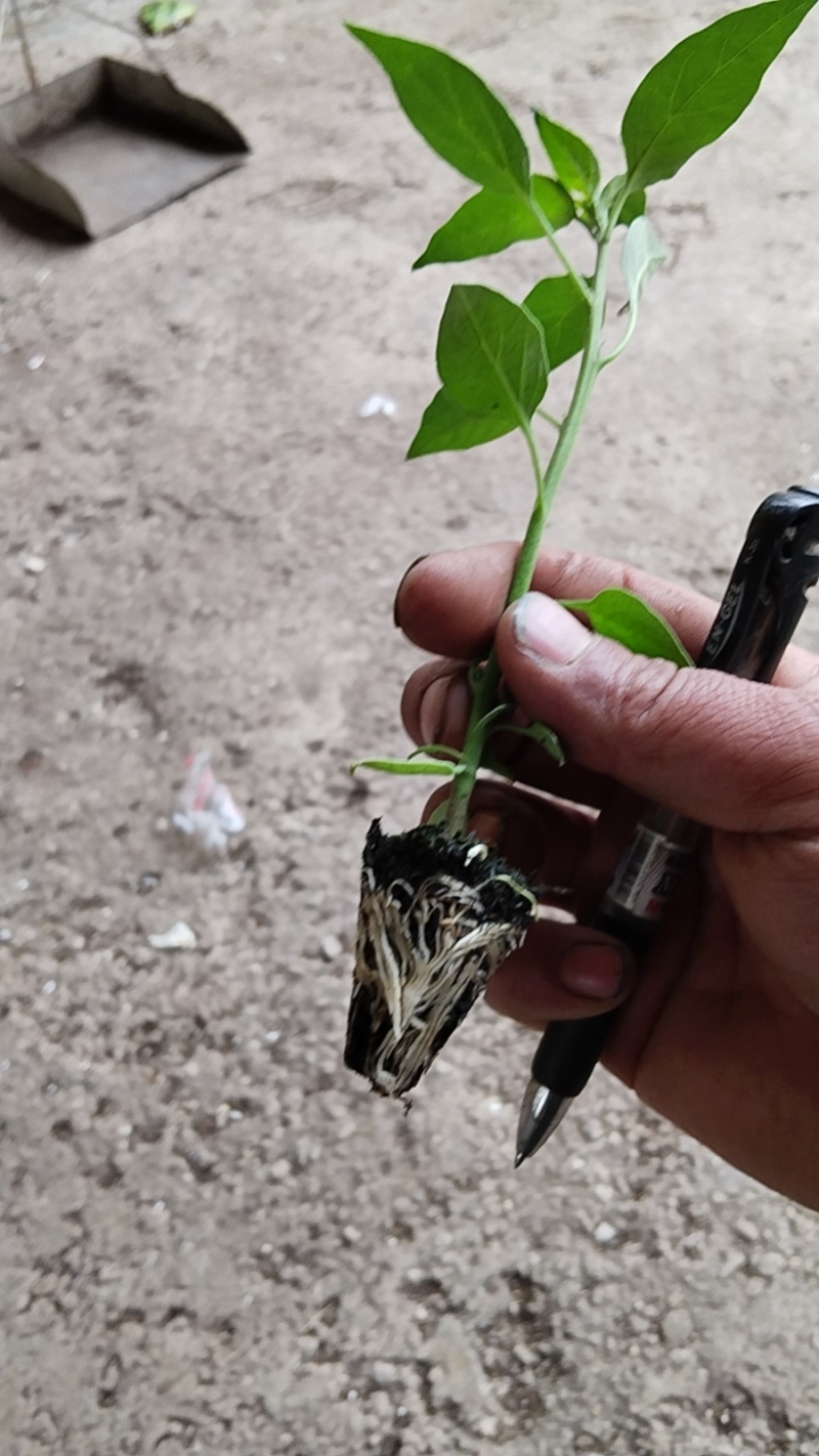 云南线椒螺丝椒苗，苗场直发，视频看货