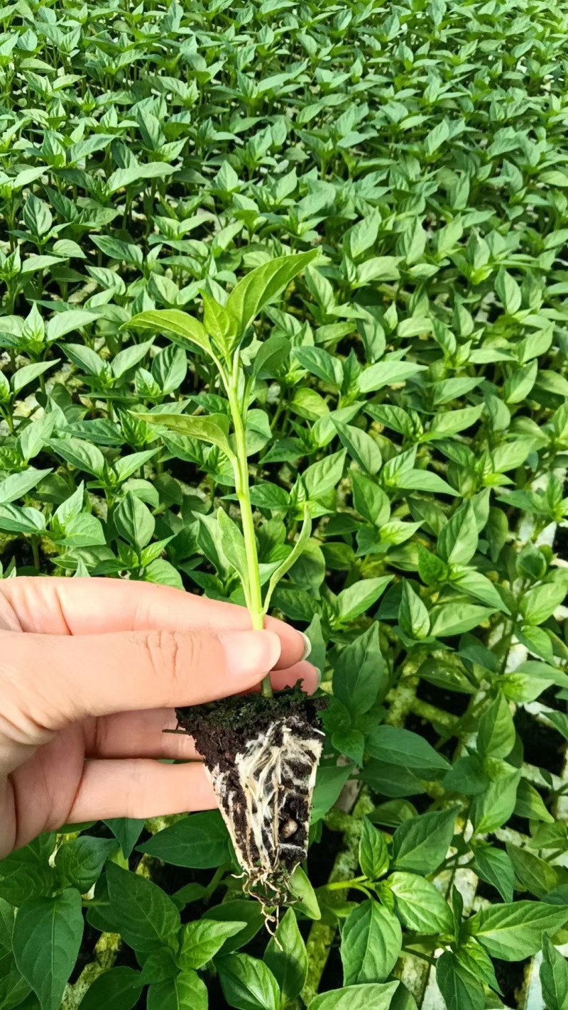 云南线椒螺丝椒苗，苗场直发，视频看货
