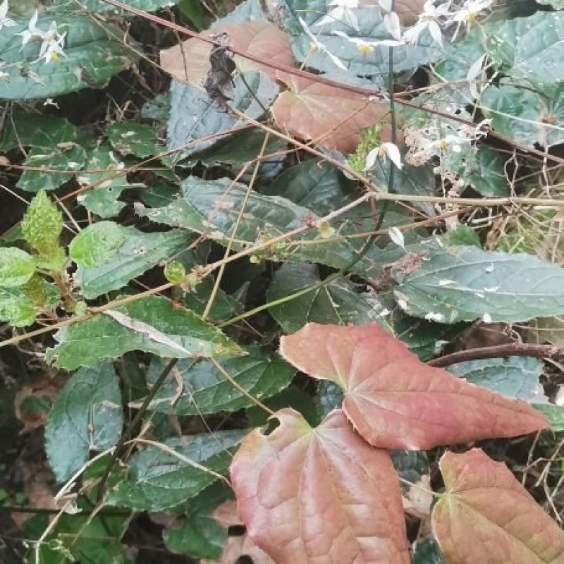 四川产地～高山绒毛淫羊藿鲜货