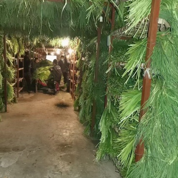 出售金乡精精品红帽蒜薹，一手货源，一吨起批，随到随装