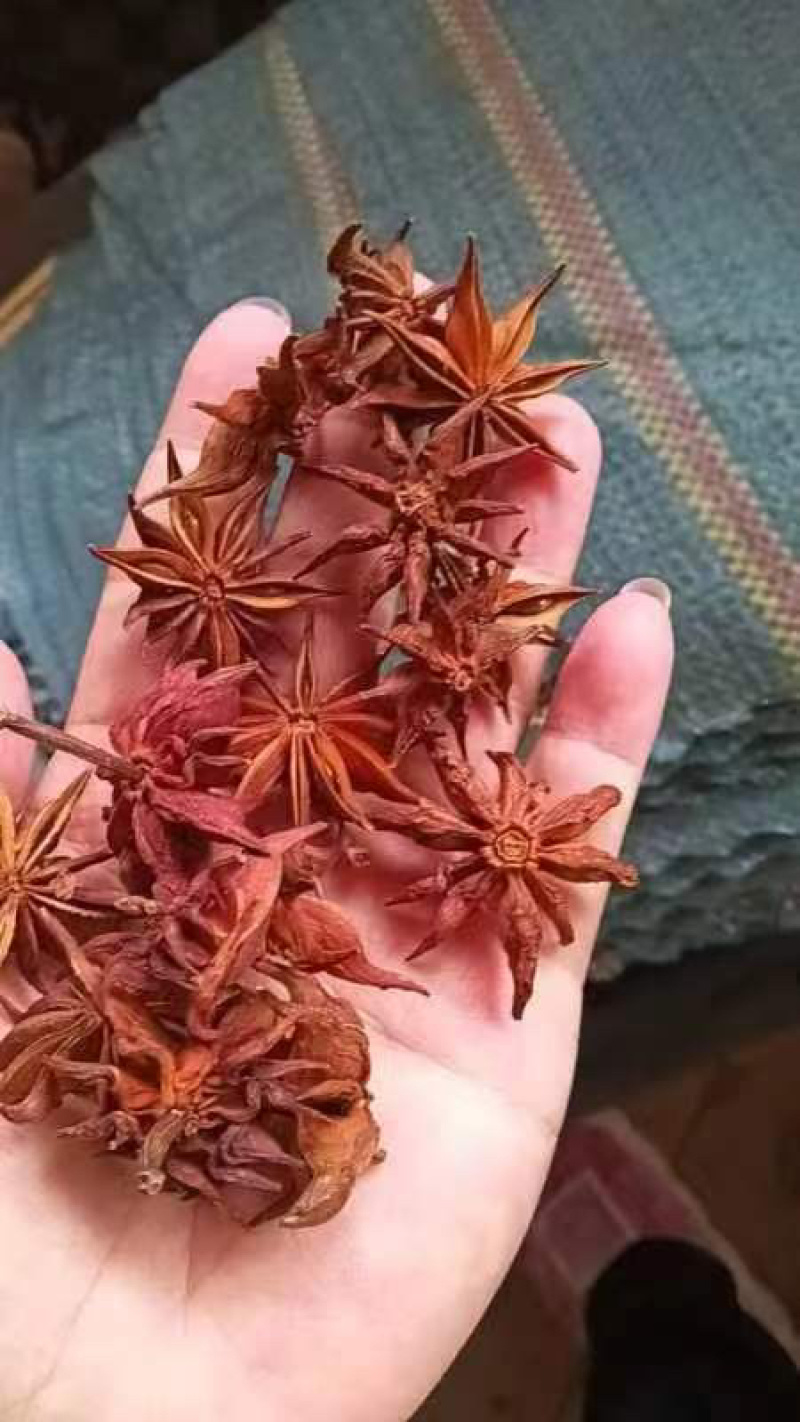 野八角，莽草
