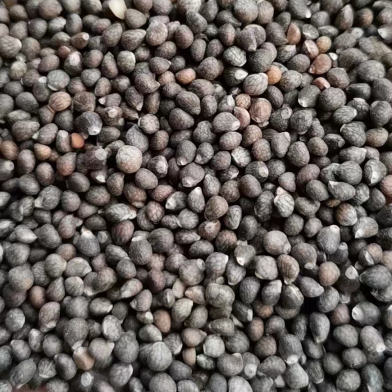 紫苏子，荏仔，榨油紫苏子，药用紫苏子大货