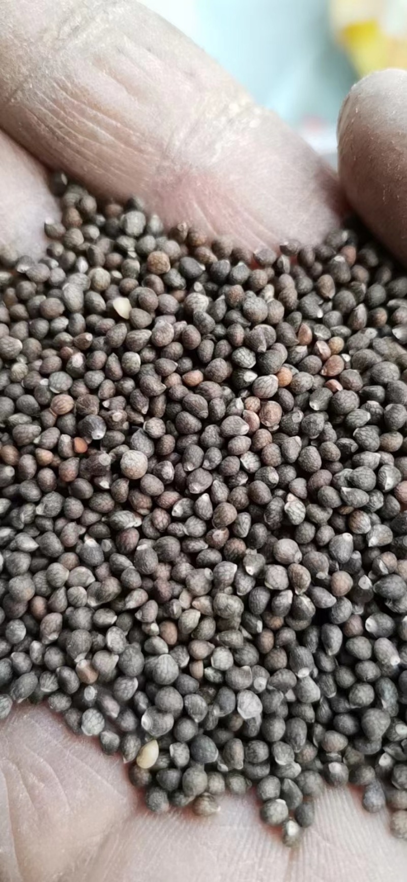 紫苏子，荏仔，榨油紫苏子，药用紫苏子大货