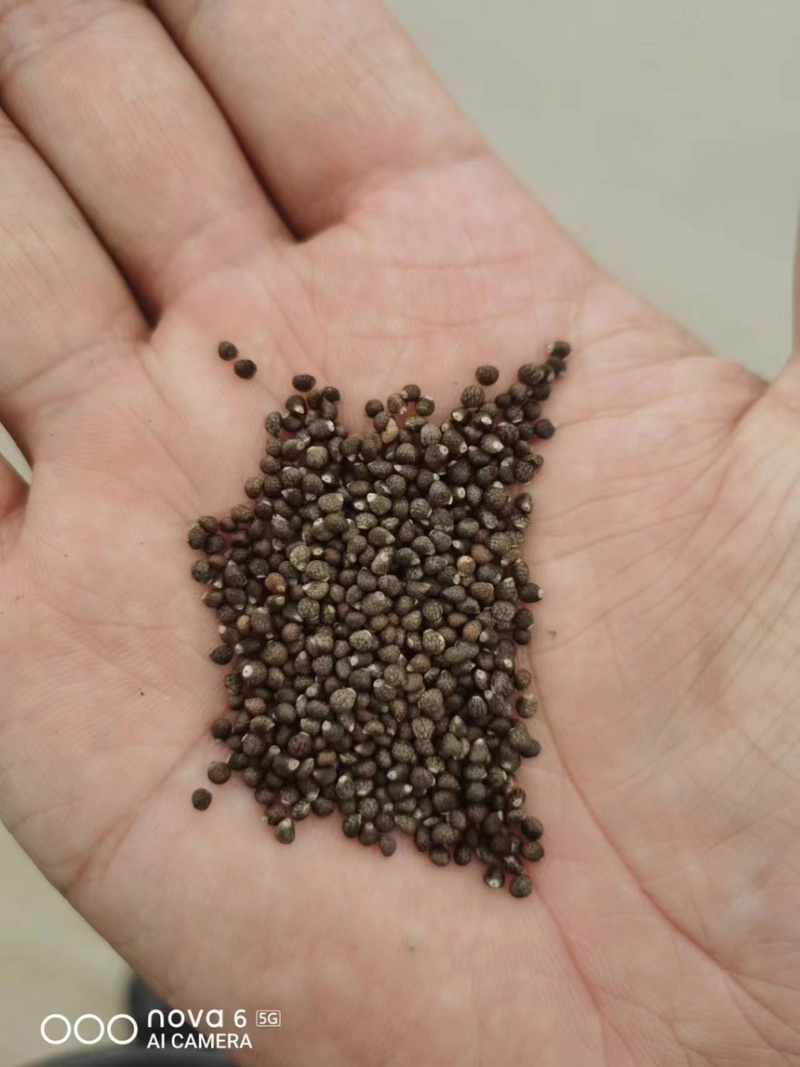 紫苏子，荏仔，榨油紫苏子，药用紫苏子大货