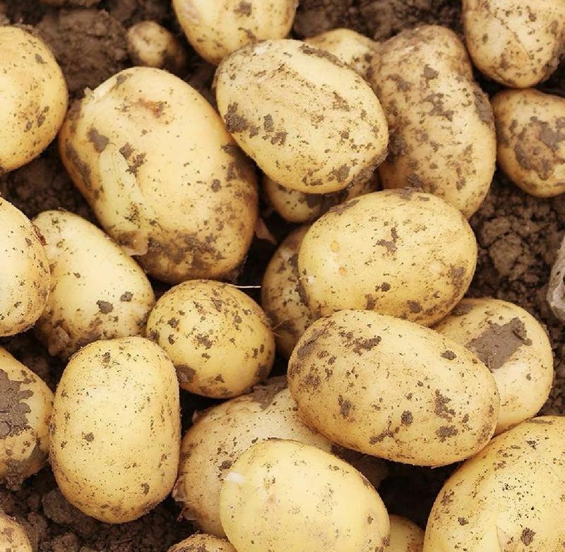 湖北土豆黄心土豆产地一手货源量大从优全国发货