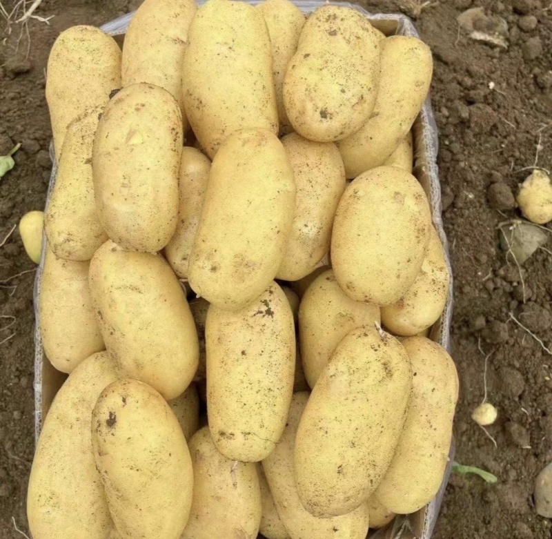 黄心土豆沃土5号湖北土豆实力代发全国商超电商