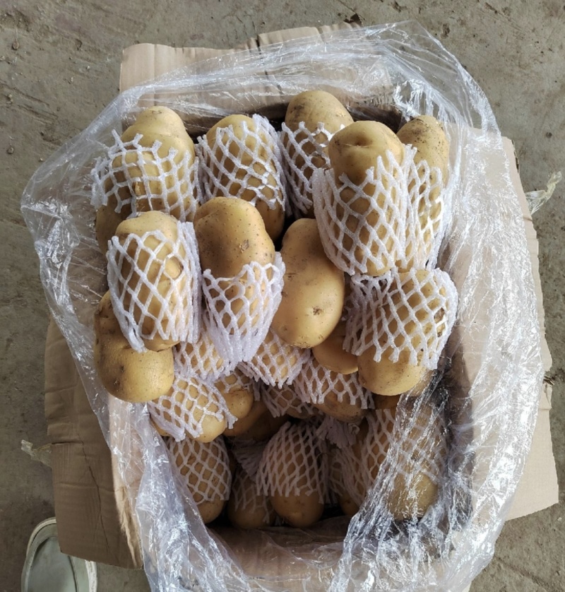 黄心土豆沃土5号湖北土豆实力代发全国商超电商