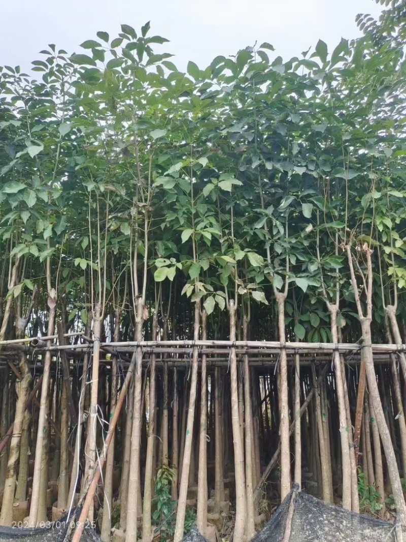 洋红花风铃木5～6公分