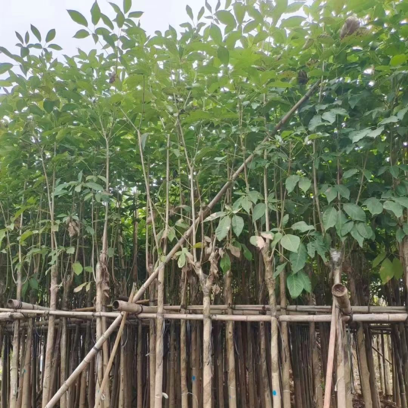 洋红花风铃木5～6公分