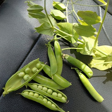 豌豆荚