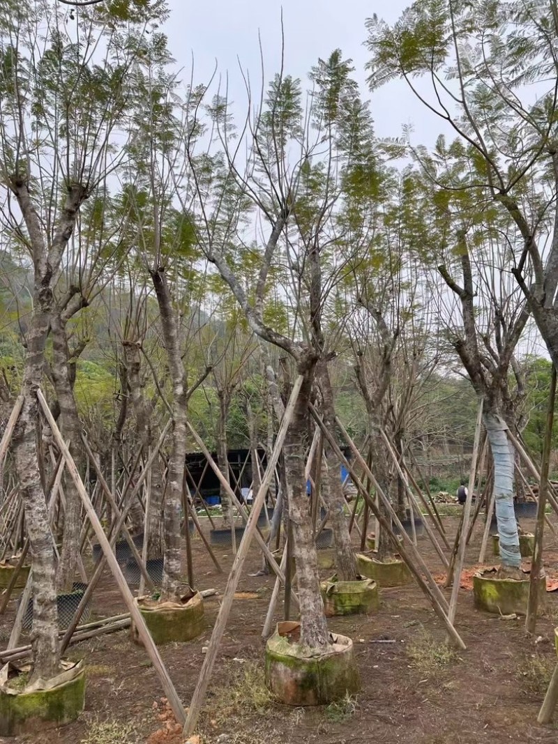 蓝花楹18～25公分