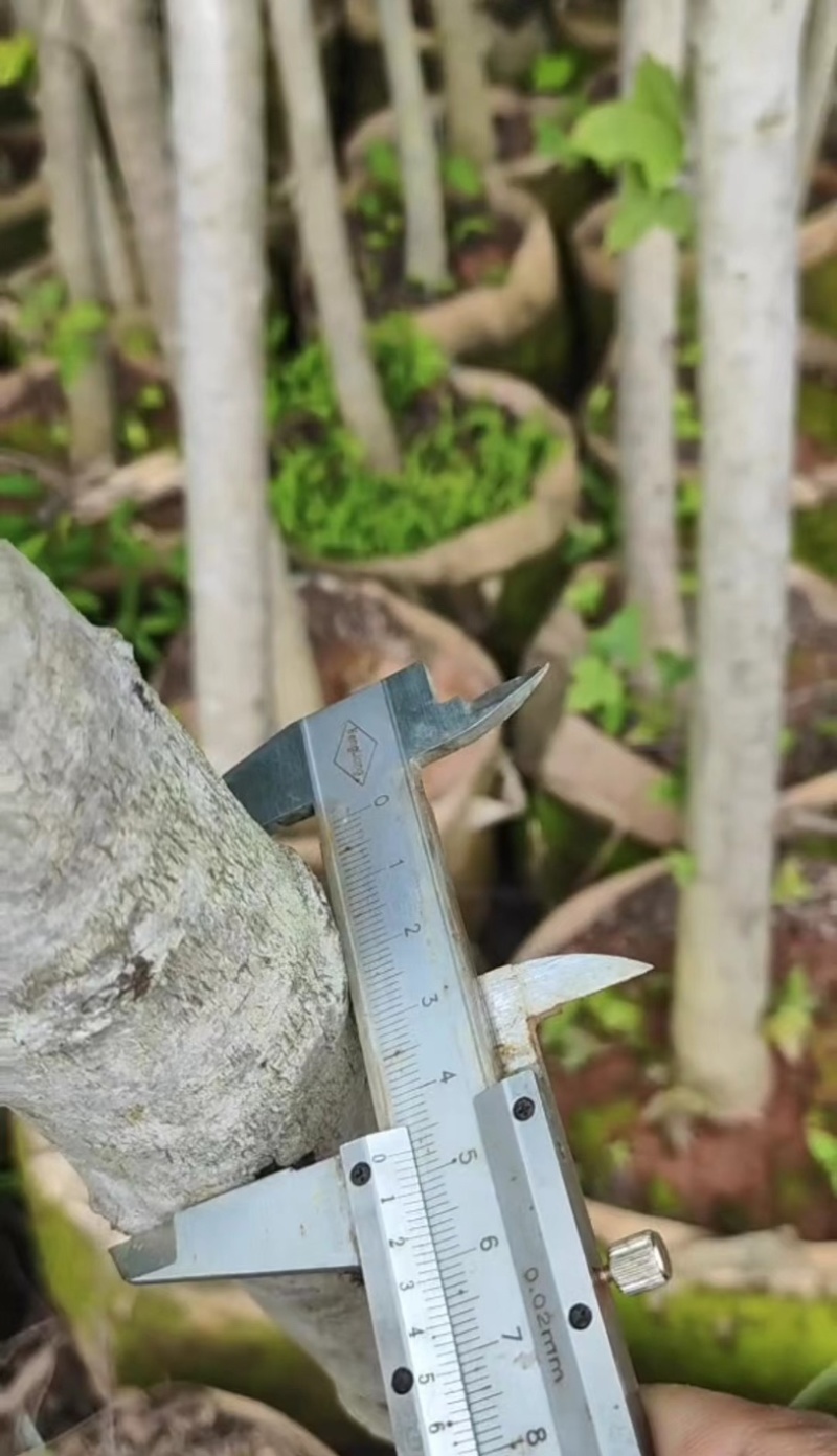 枫香树3～5公分