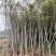 枫香树3～5公分