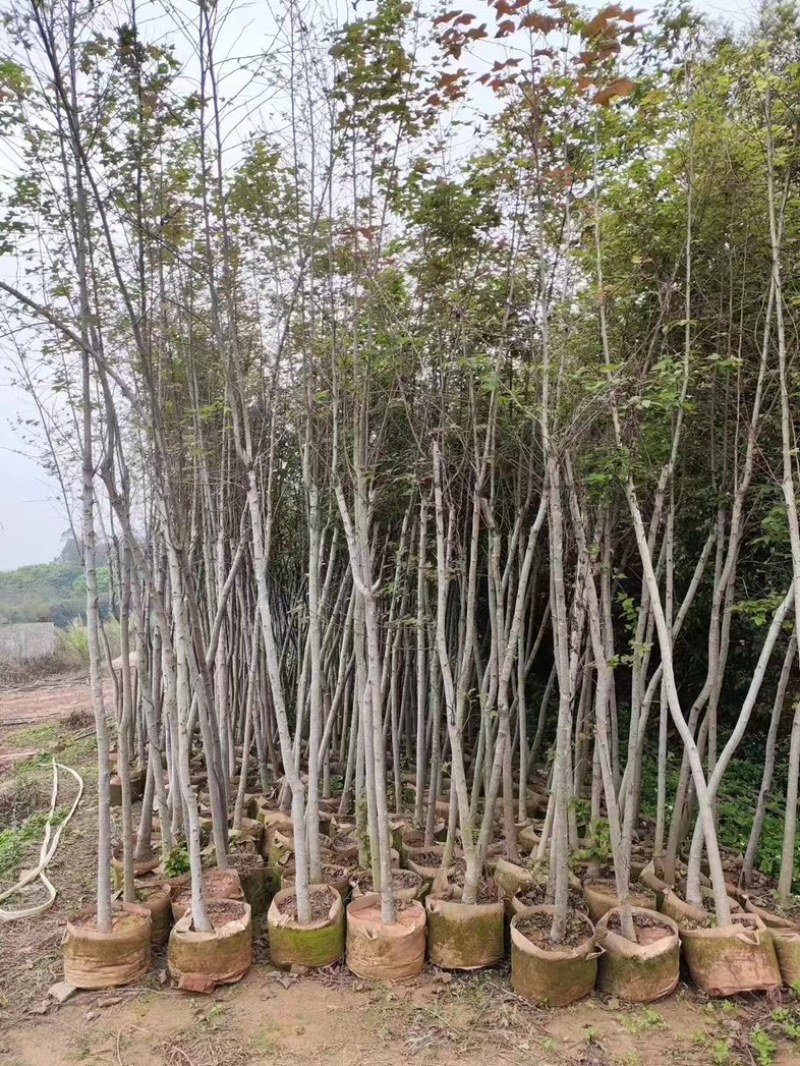 枫香树3～5公分