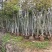 枫香树3～5公分