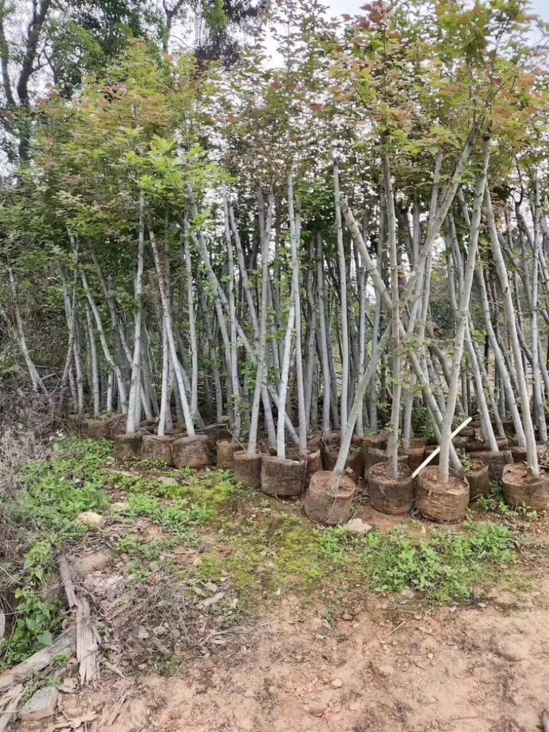枫香树3～5公分