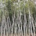 枫香树3～5公分