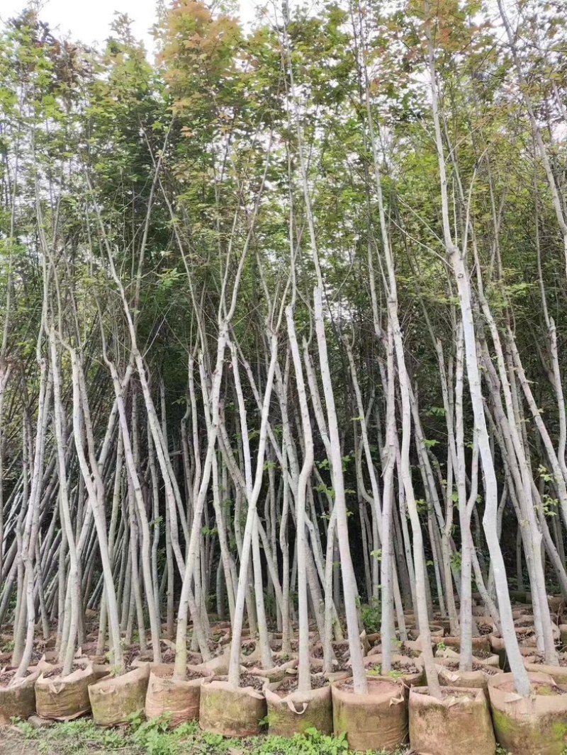 枫香树3～5公分