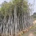枫香树3～5公分