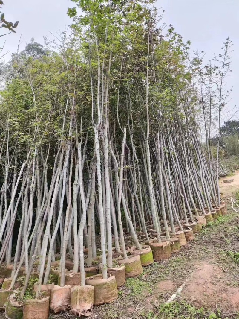 枫香树3～5公分
