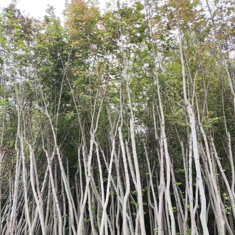 枫香树3～5公分