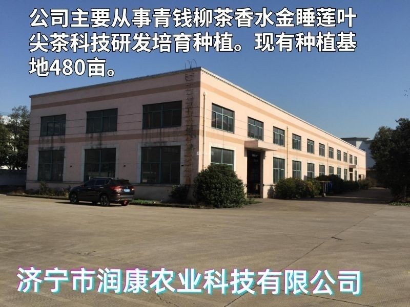 正牌青钱柳原叶颗粒茶正品罐装青钱柳金钱柳中药材茶叶
