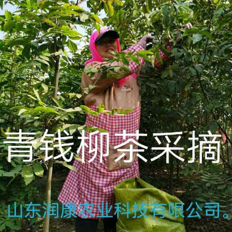 正牌青钱柳原叶颗粒茶正品罐装青钱柳金钱柳中药材茶叶