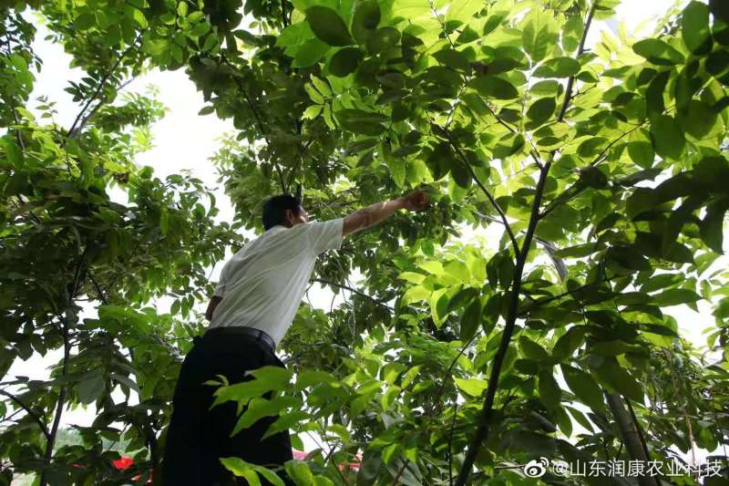 正牌青钱柳原叶颗粒茶正品罐装青钱柳金钱柳中药材茶叶