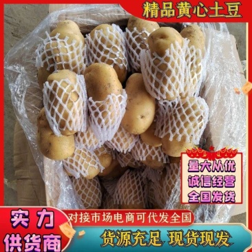 黄心土豆沃土5号湖北土豆实力代发全国商超电商
