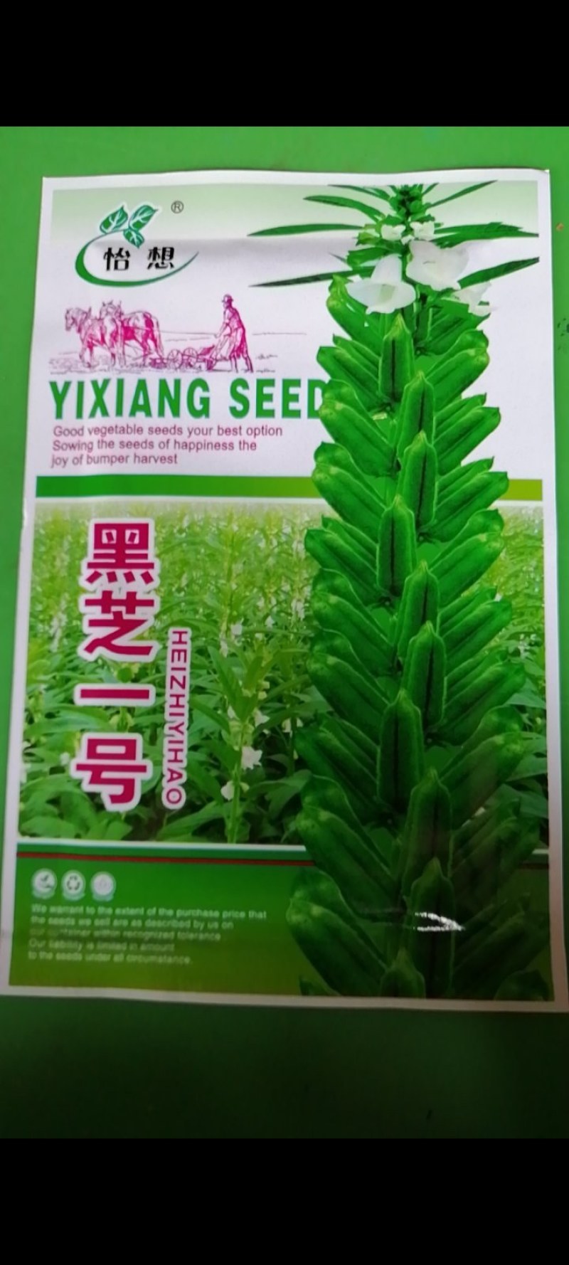 黑芝麻种子