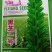 黑芝麻种子
