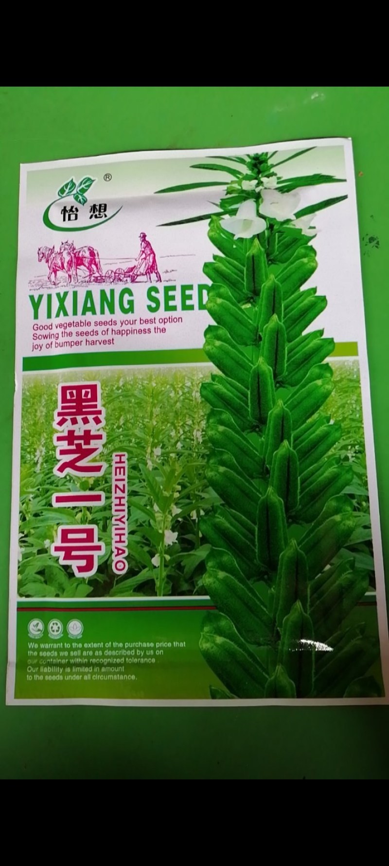黑芝麻种子