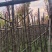 天竺桂/阴香5～10公分基地直销规格齐全欢迎老板来电