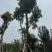 海南红豆10～18公分基地直销规格齐全欢迎老板来电