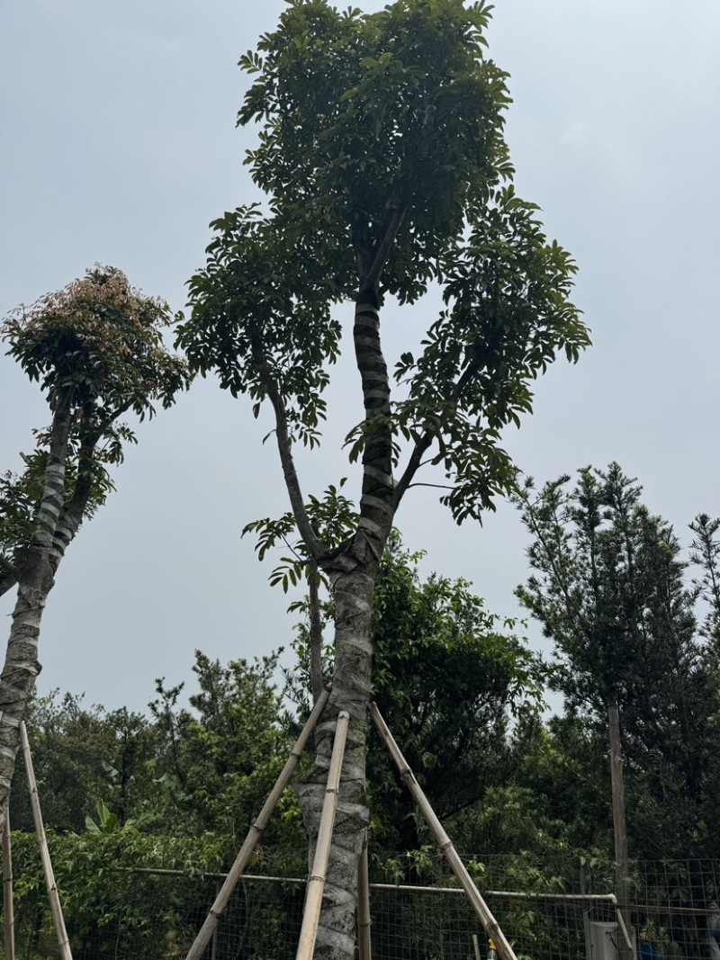海南红豆10～18公分基地直销规格齐全欢迎老板来电