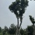 海南红豆10～18公分基地直销规格齐全欢迎老板来电