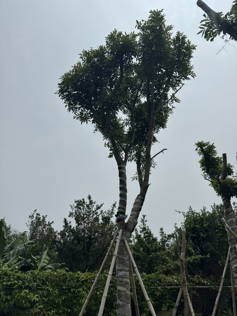 海南红豆10～18公分基地直销规格齐全欢迎老板来电