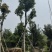 海南红豆10～18公分基地直销规格齐全欢迎老板来电