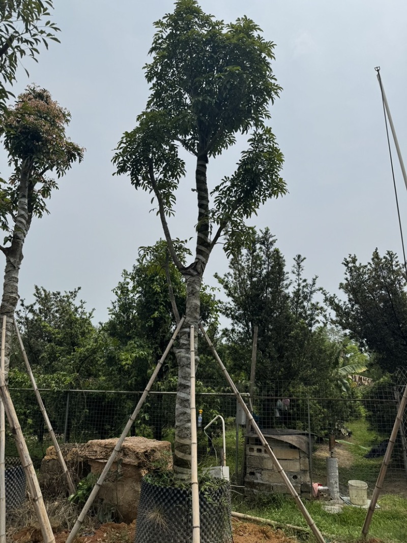 海南红豆10～18公分基地直销规格齐全欢迎老板来电