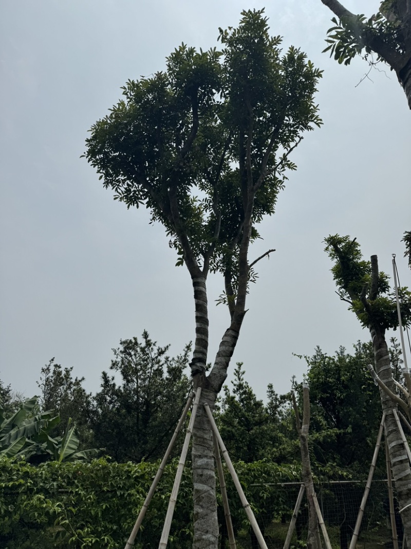 海南红豆10～18公分基地直销规格齐全欢迎老板来电