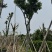 海南红豆10～18公分基地直销规格齐全欢迎老板来电