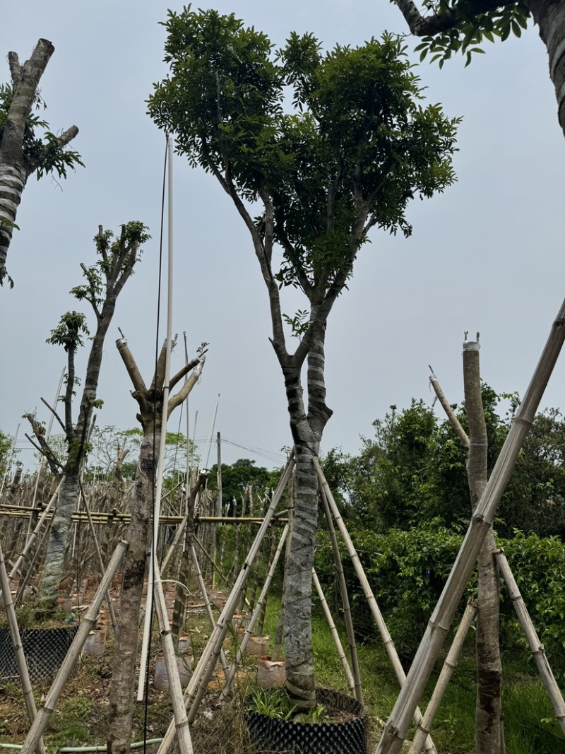 海南红豆10～18公分基地直销规格齐全欢迎老板来电